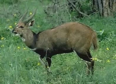 Bushbuck Antelope-Tragelaphus scriptus 4-in grass bush.jpg