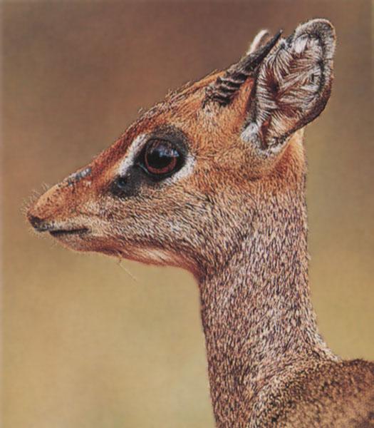Dik-dik African Antelope-Face Closeup.jpg