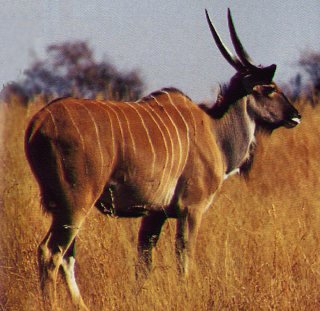 Giant Eland Antelope-Taurotragus derbianus 1-in grass.jpg