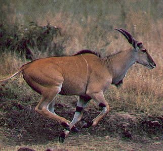 Common Eland Antelope-Taurotragus oryx 2-fast running.jpg