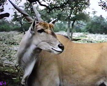 Eland Antelope-looks back-closeup.jpg