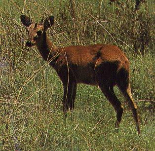Four-horned Antelope-Tetracerus quadricornis 1-in bush.jpg