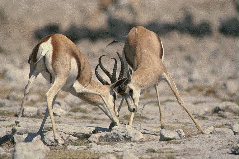 400095-Gazelle Antelopes-fighting.jpg