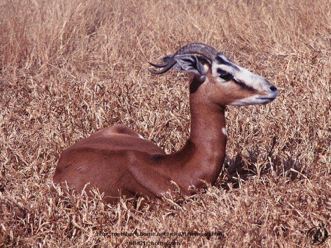 Fgazel2-Gazelle Antelope-Sitting on grass.jpg