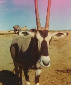 Gazelle Antelope Closeup.jpg