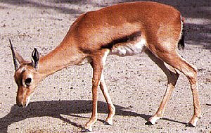 Red-fronted Gazelle-Gazella rufifrons 1-on ground.jpg