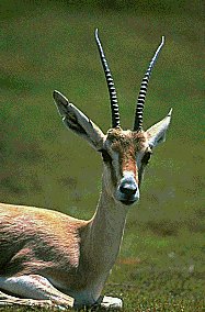 Slender-horned Gazelle-Gazella leptoceros 1-sitting on grass.jpg