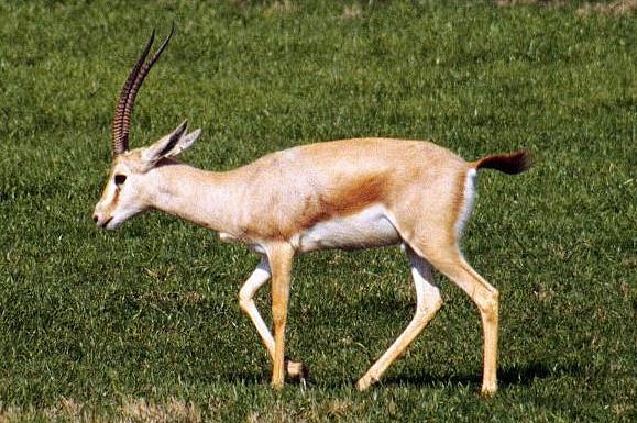 Slender-horned Gazelle-Gazella leptoceros 2-walking on grass.jpg