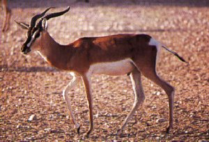 Soemmerrings Gazelle-Gazella soemmerringi 1-walking.jpg