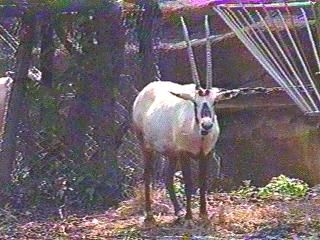 anim007-Oryx Antelope-Portrait.jpg