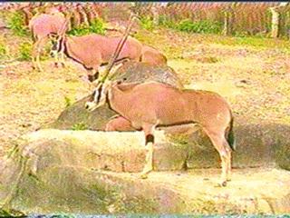 Oryx Antelope Long Horned-anim075.jpg