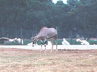 Oryx Antelope Long Horned-anim080.jpg