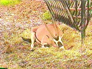 Sleepy Oryx Antelope Long Horned-anim077.jpg