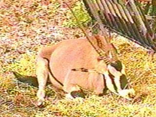 Sleepy Oryx Antelope Long Horned-anim078.jpg