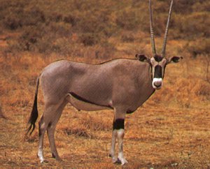 Beisa Oryx-Oryx Beisa 1-standing on grass.jpg