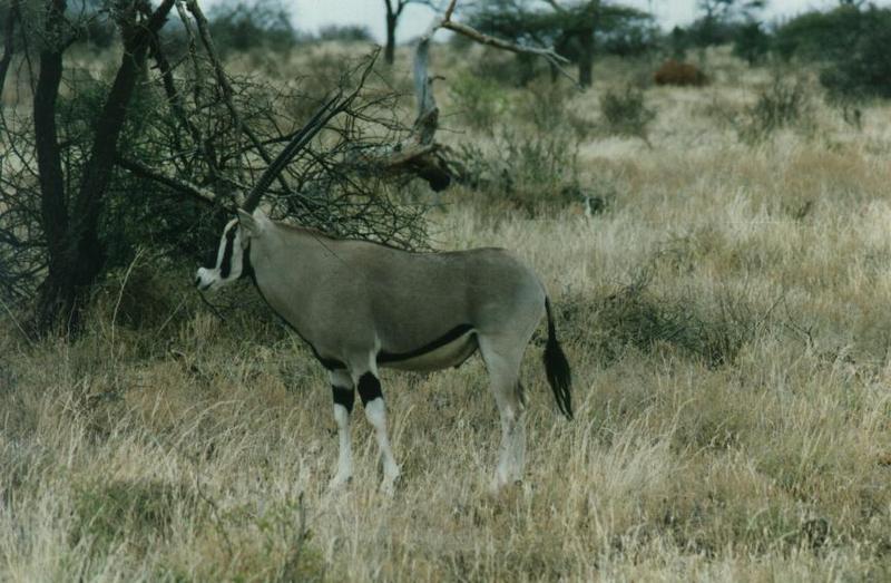 Beisa Oryx-Oryx Beisa 2-standing on grass.jpg