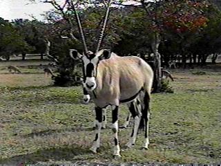 Arabian Oryx Antelope-Portrait.jpg