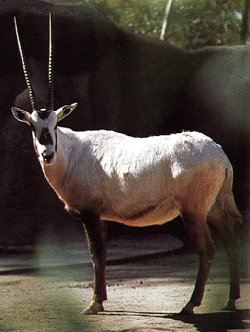 Arabian Oryx-Oryx leucoryx 1-portrait in zoo.jpg