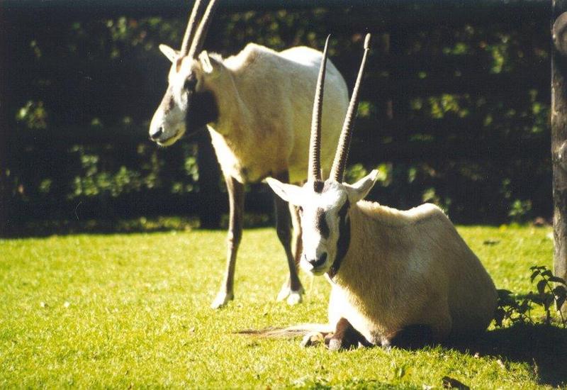 oryx1-Arabian Oryxes.jpg