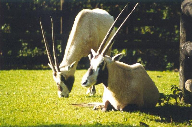 oryx2-Arabian Oryxes.jpg