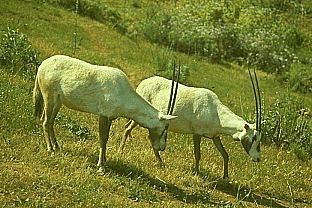 SDZ 0252--Arabian Oryx-White Antelopes.jpg