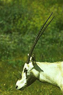 SDZ 0253-Arabian Oryx-White Antelope-Head.jpg