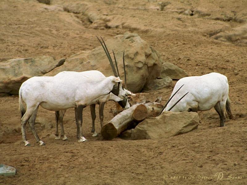 wap04l-Arabian Oryx Herd-in San Diego Wild Animal Park.jpg
