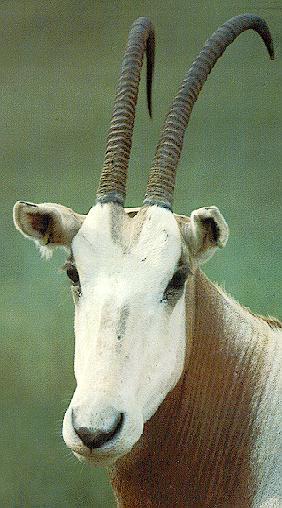 African Antelope-Scimitar-horned Oryx 3-Face Closeup.jpg