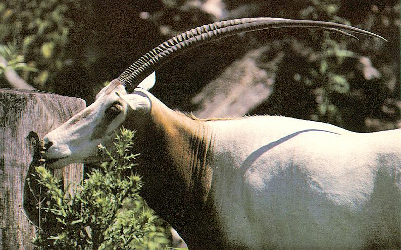 Scimitar-horned Oryx 2-eating leaves-closeup.jpg