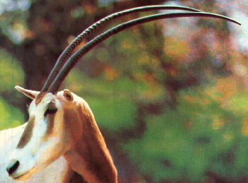 Scimitar-horned Oryx-Oryx dammah 1-face closeup.jpg