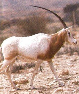 Scimitar-horned Oryx-Oryx dammah 2-walking.jpg