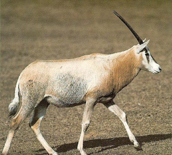 Scimitar-horned Oryx-Oryx dammah 3-walking on grass.jpg