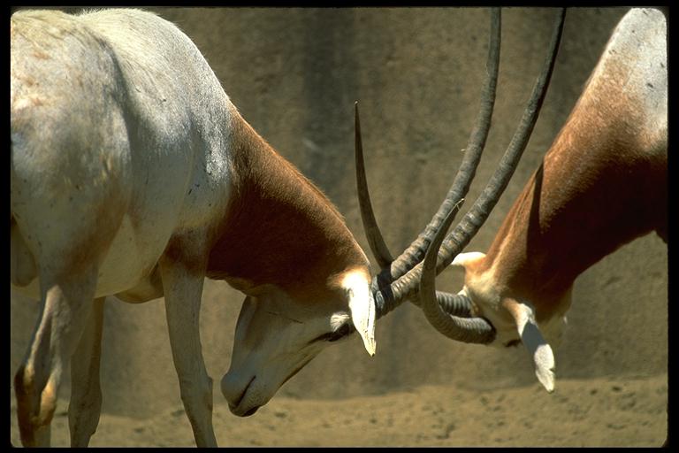 Scimitar-horned Oryx-Oryx dammah 4-males fighting.jpg