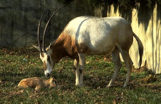 Scimitar-horned Oryx-Oryx dammah 6-mom and baby in zoo.jpg