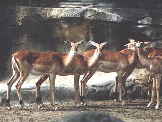 anim067-Impala Antelops-female herd.jpg