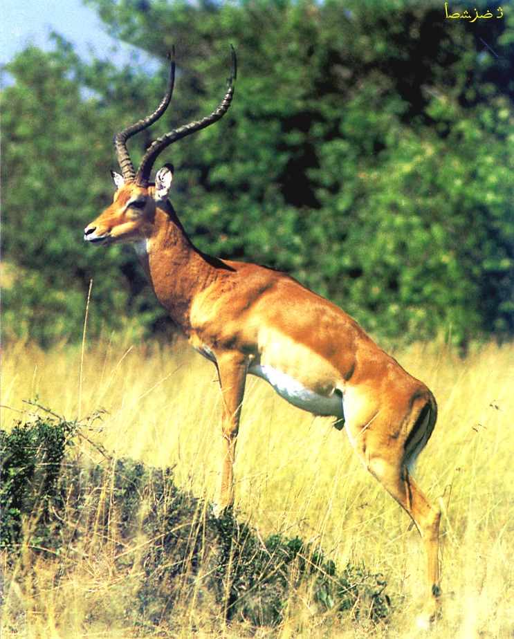 CQ - Impala Antelope-closeup.jpg