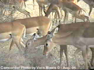 Gazelles-In Samburu-antelopes1.jpg