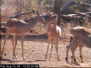 Impala Antelopes-from Africam.jpg