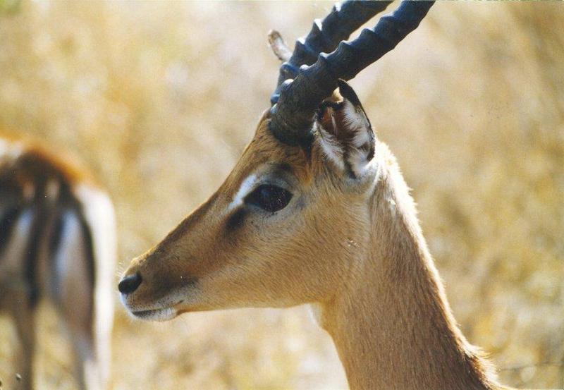Impala1-antelope face closeup.jpg