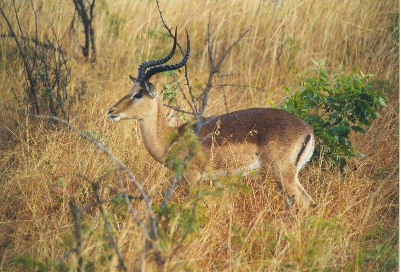 Impala3-antelopes-in bush.jpg