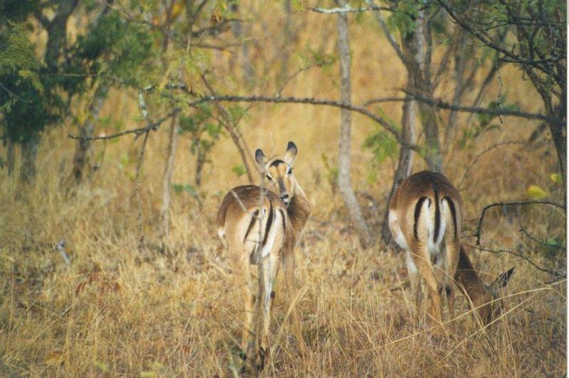 Impala4-antelopes-two females.jpg