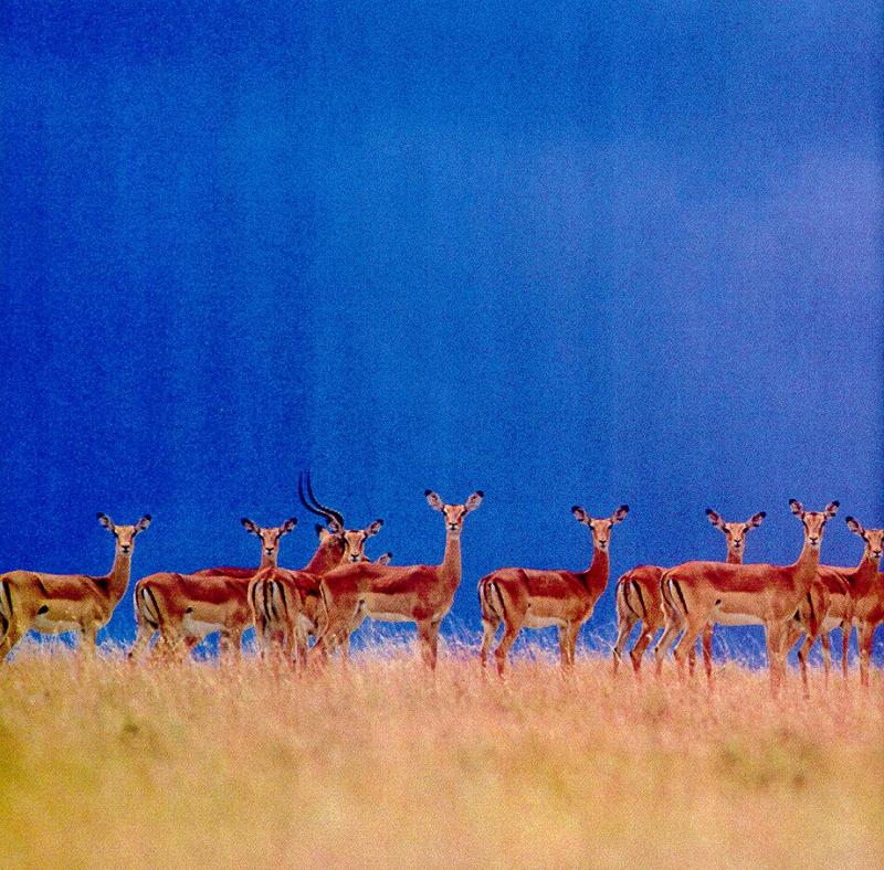 lj Frans Lanting Serengeti Impalas.jpg