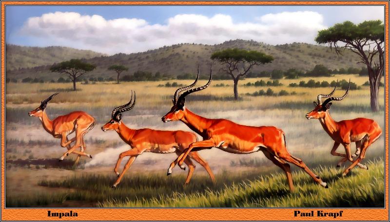 p-bwa-26-Impala Antelopes-runs-Painting by Paul Krapf.jpg