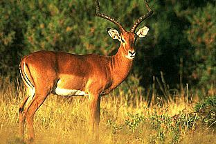 SDZ 0138-Impala Antelope.jpg
