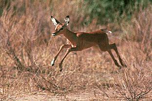 SDZ 0139-Impala Antelope-Baby Jumping.jpg