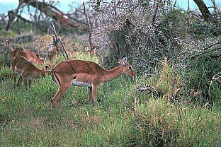 SDZ 0140-Impala Antelopes-Dinner.jpg