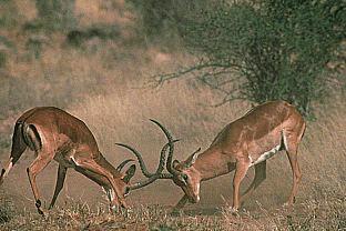 SDZ 0141-Impala Antelopes-Competing.jpg