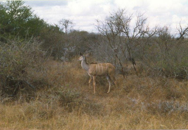 kudu1 antelope-eating leaves in bush.jpg