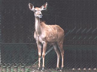 Kudu Antelope-anim069.jpg