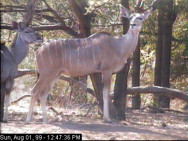 kudu1b-from Africam.jpg